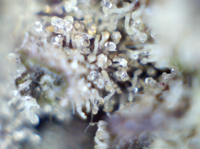 Girl Scout Cookies Trichomes